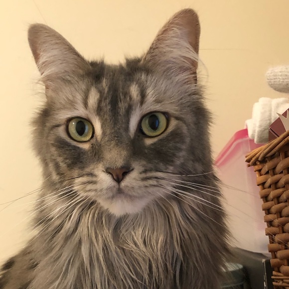 Meet your Posher, Maddie - Picture 1 of 1